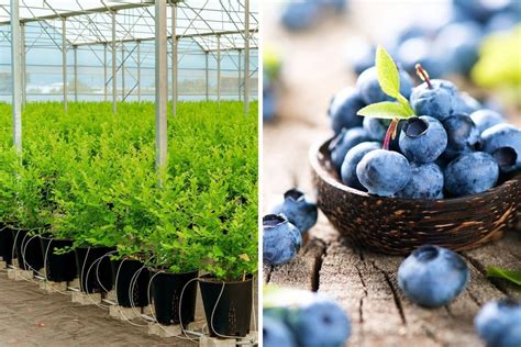blueberry meyvesi faydaları